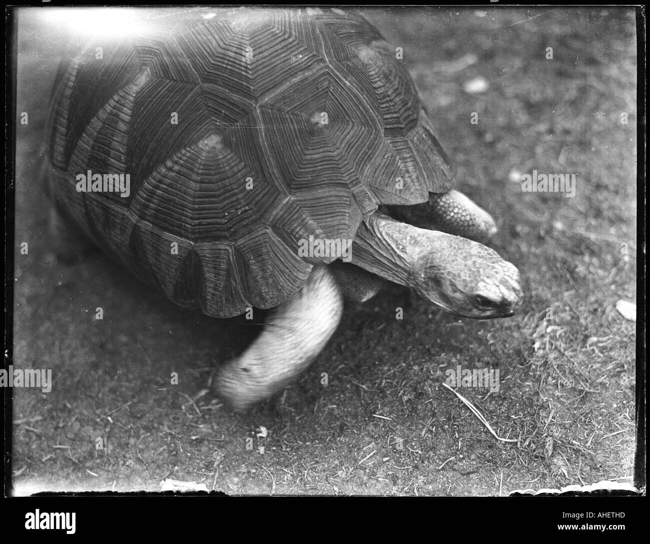 Una tartaruga Foto Stock
