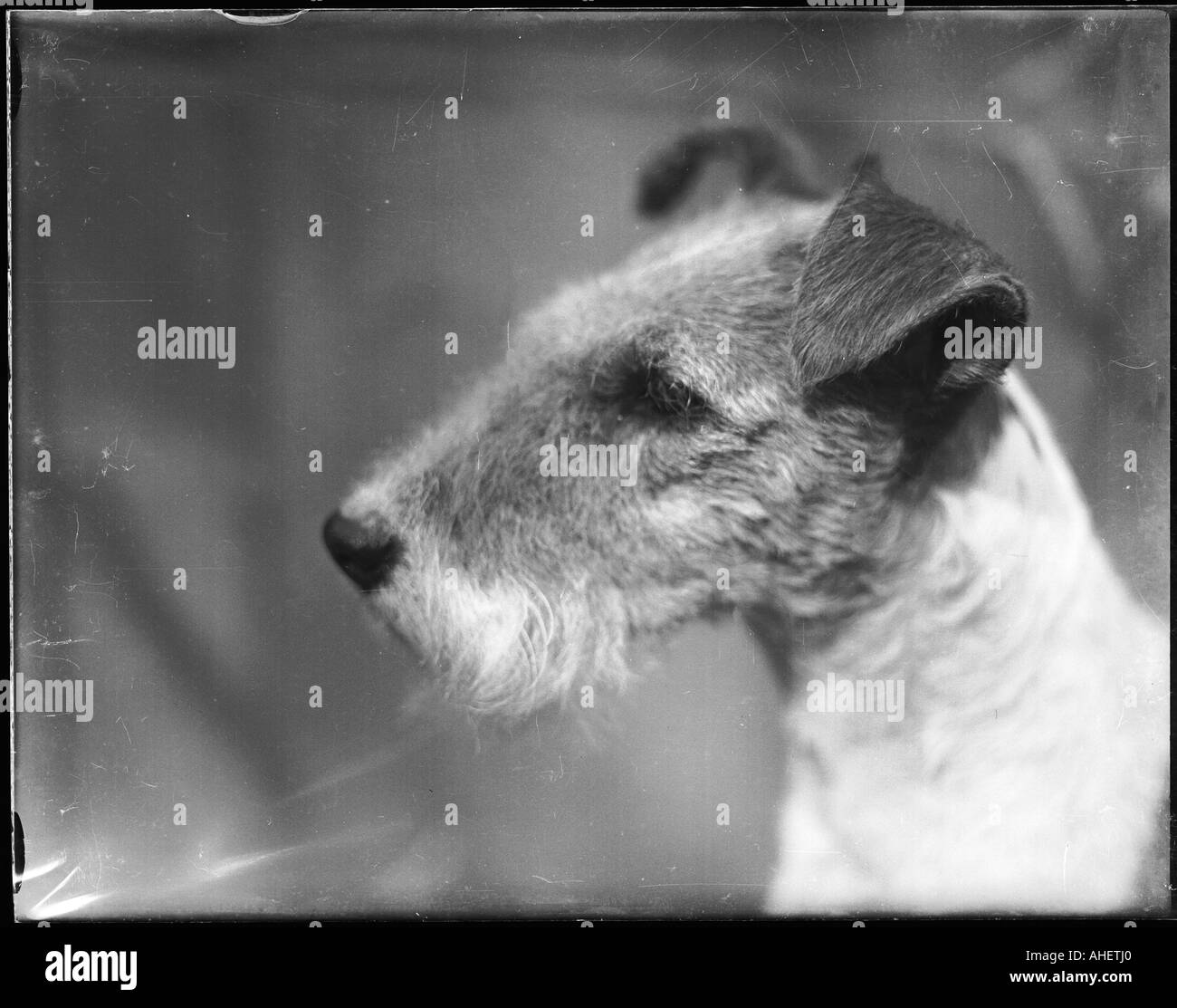 Filo Fox Terrier Foto Stock