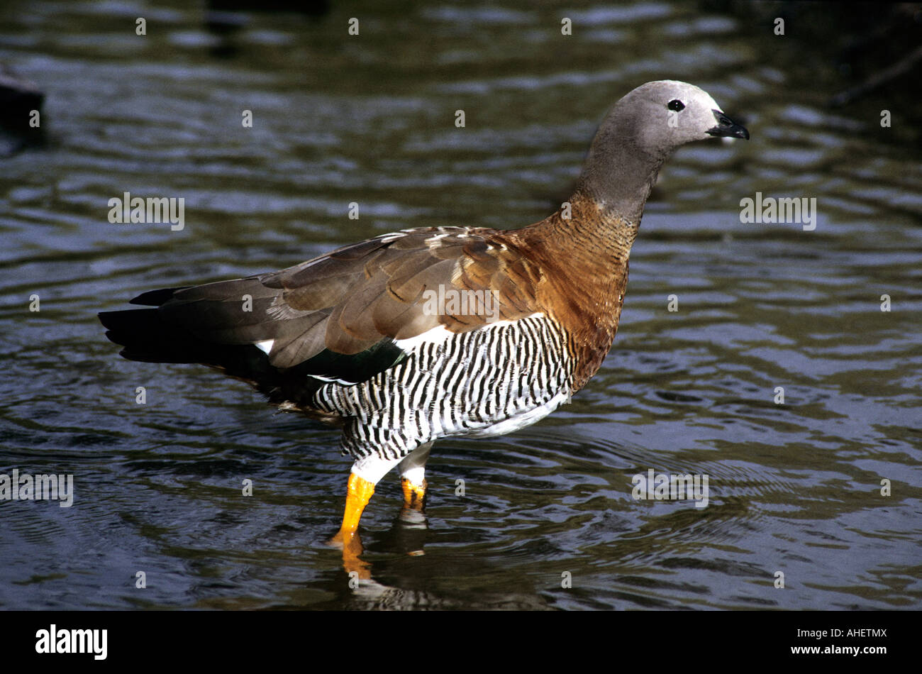 Ashy-headed Goose wading - Chloephaga poliocephala Foto Stock