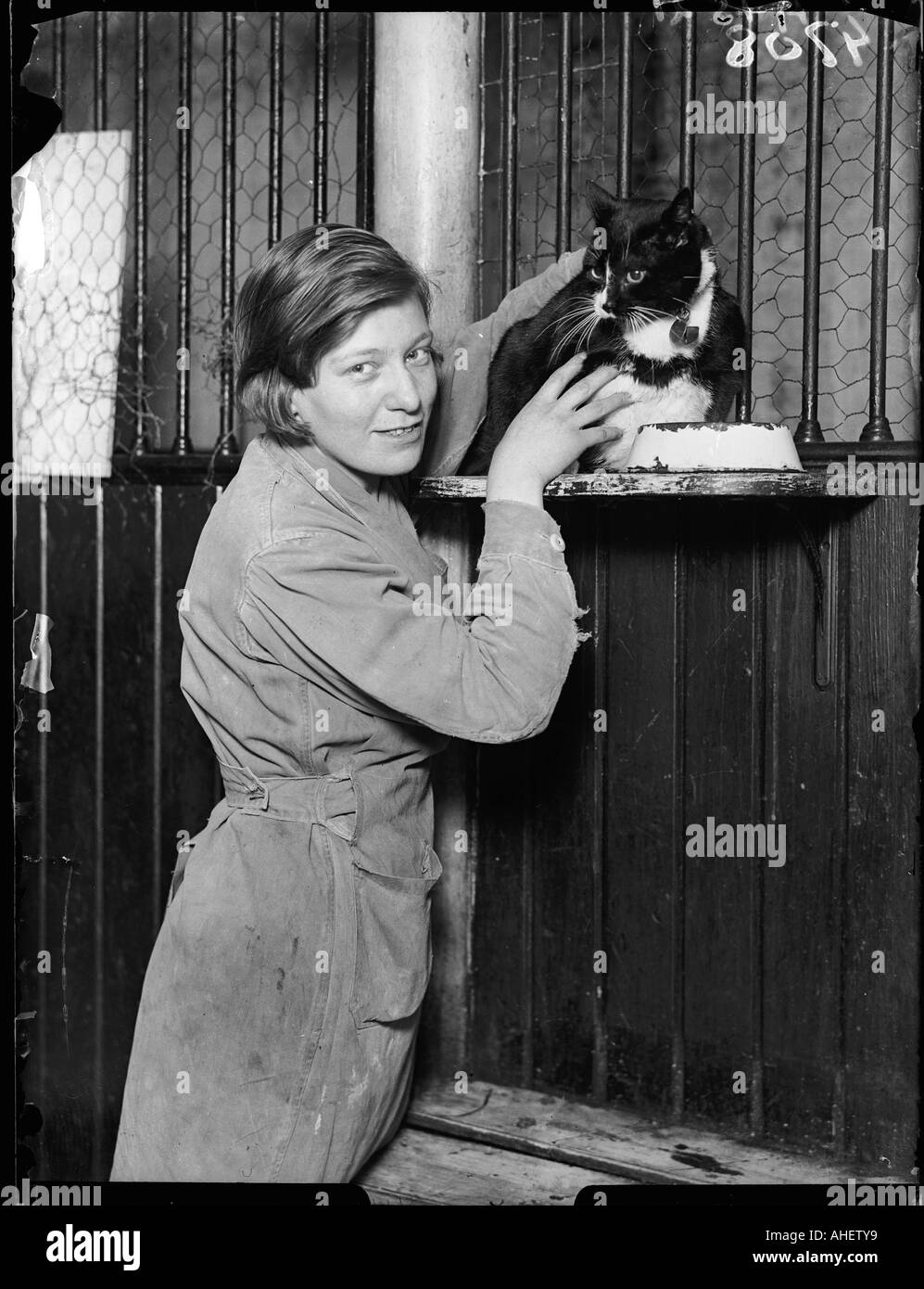 Gatto In un ostello Foto Stock