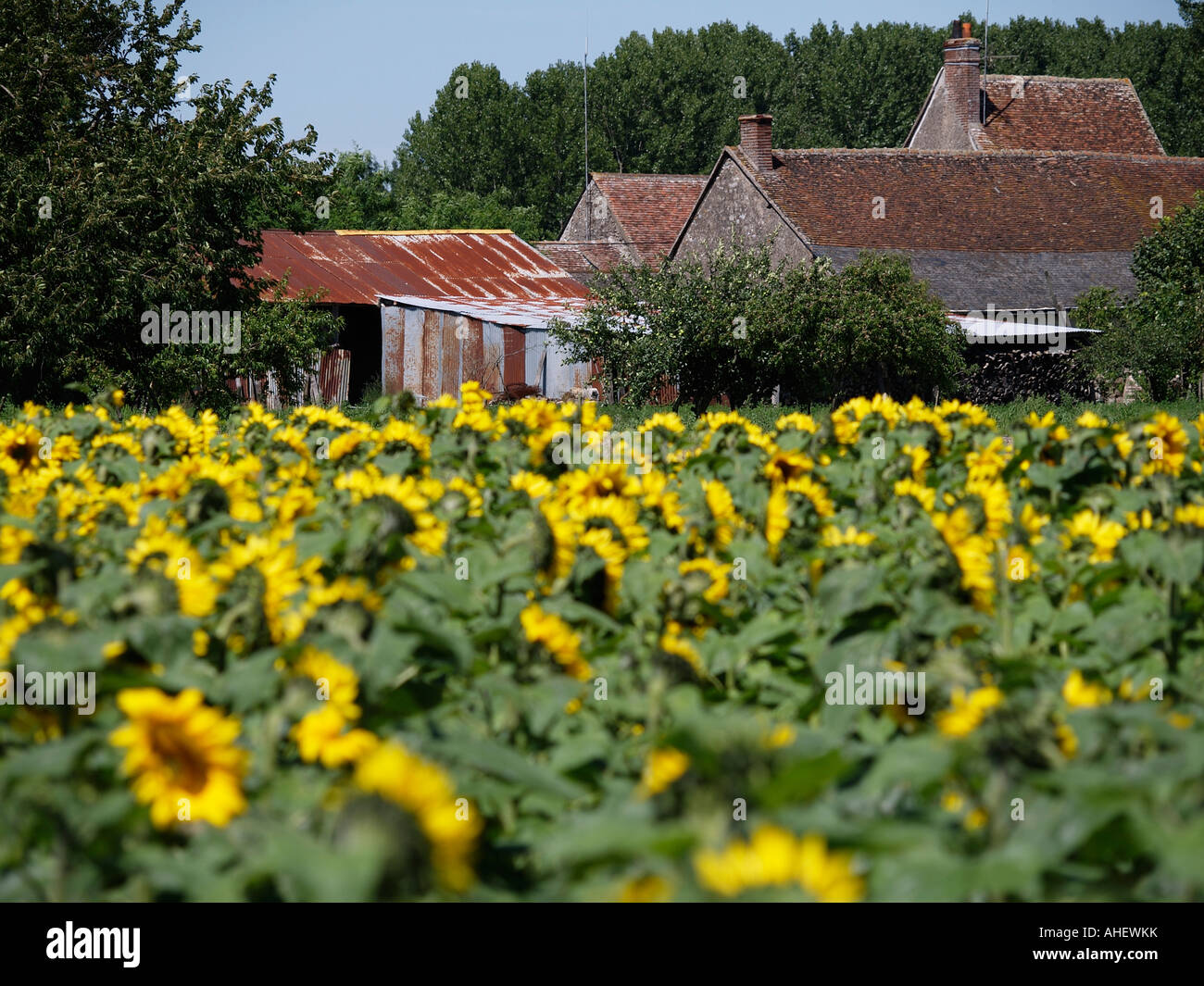 Antica fattoria di edifici e campo di girasoli nella Valle della Loira in Francia Foto Stock