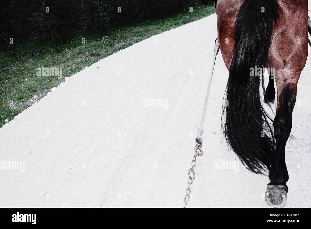 Cavallo tirando il carrello Dolomiti Alpi europee Italia Foto Stock