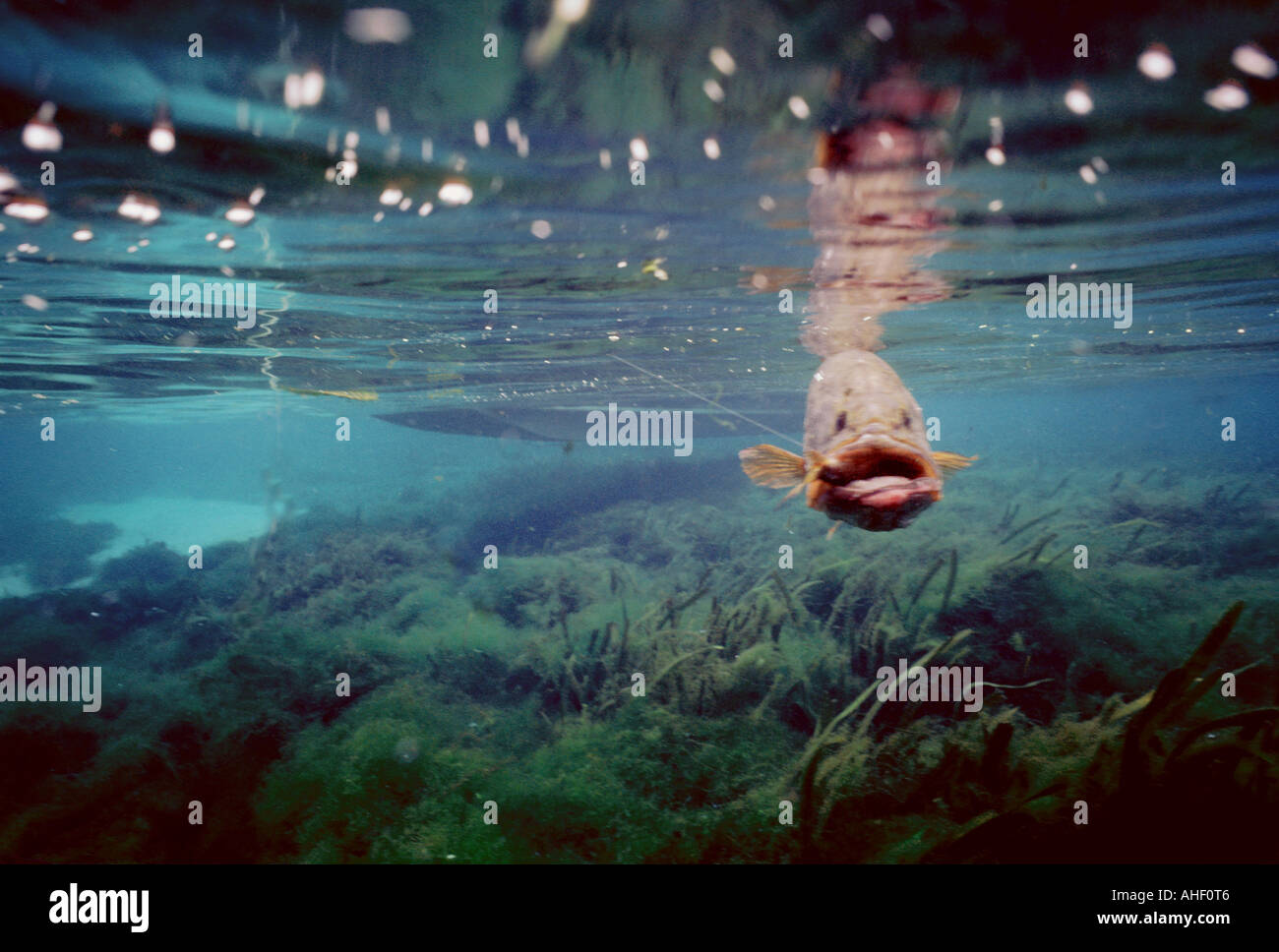 Underwater largemouth bass agganciato nuota per telecamera chiudere gli occhi Foto Stock