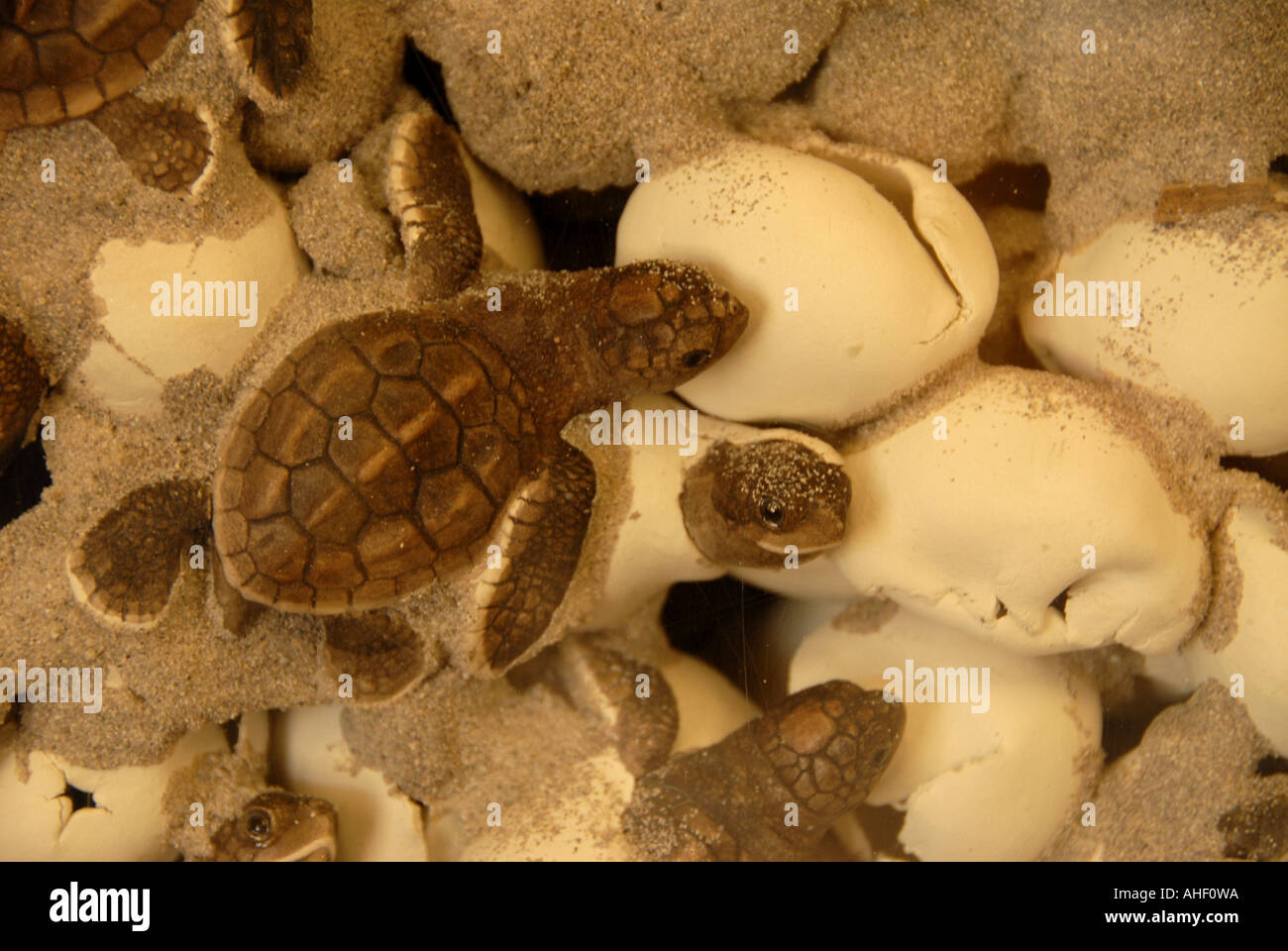Florida Canaveral National Seashore tartaruga caretta nest neonati Foto Stock