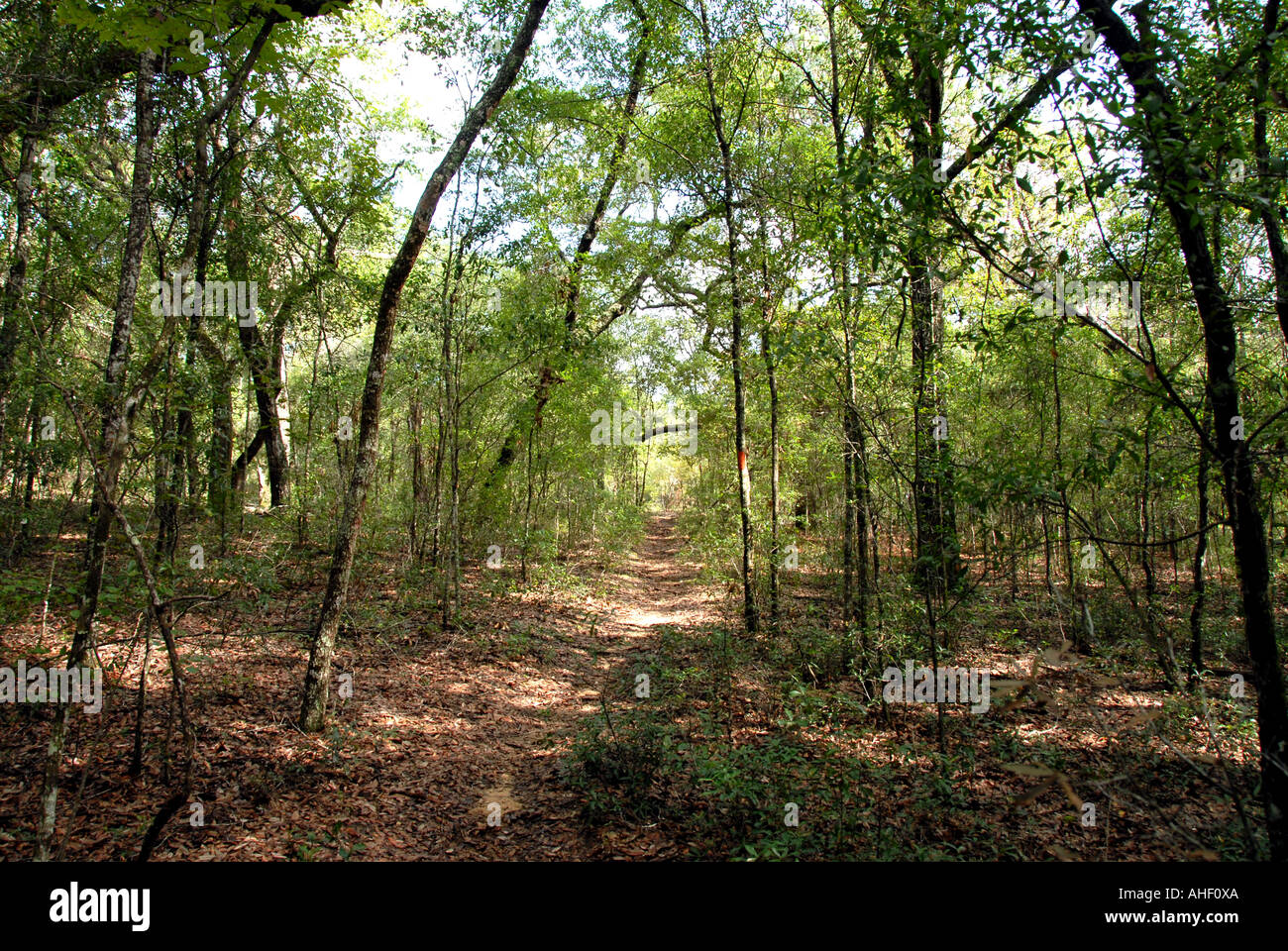 Giardino di Eden sentiero escursionistico di boschi di alberi sporco sentiero di sabbia North Florida Foto Stock