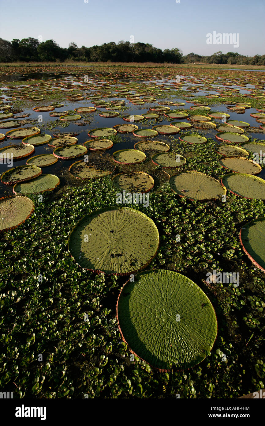 Giant Amazon ninfee Victoria amazonica Brasile Foto Stock