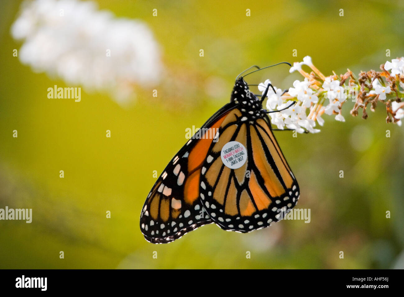 Farfalla monarca con migrazione tag di ricerca Foto Stock