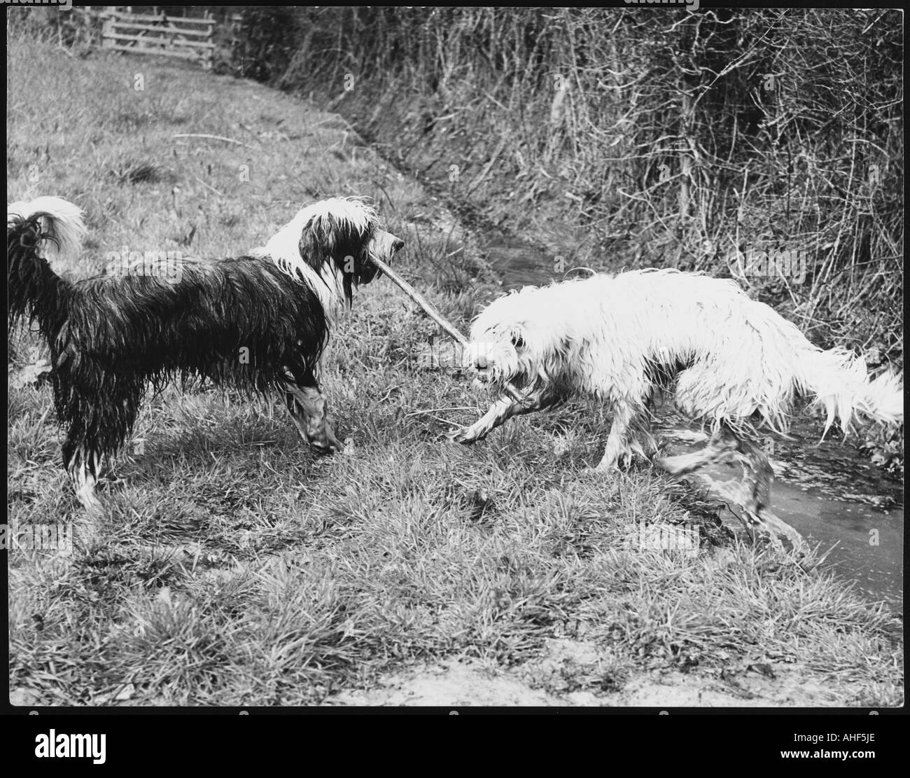 Collie barbuto Tussle Foto Stock