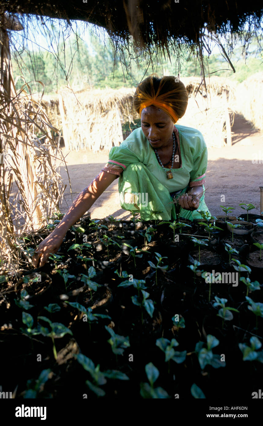 Una donna etiope weeding giovani piantine di caffè. I chicchi di caffè sono piantati e sollevato in vivai ombreggiato per il loro primo anno. Foto Stock