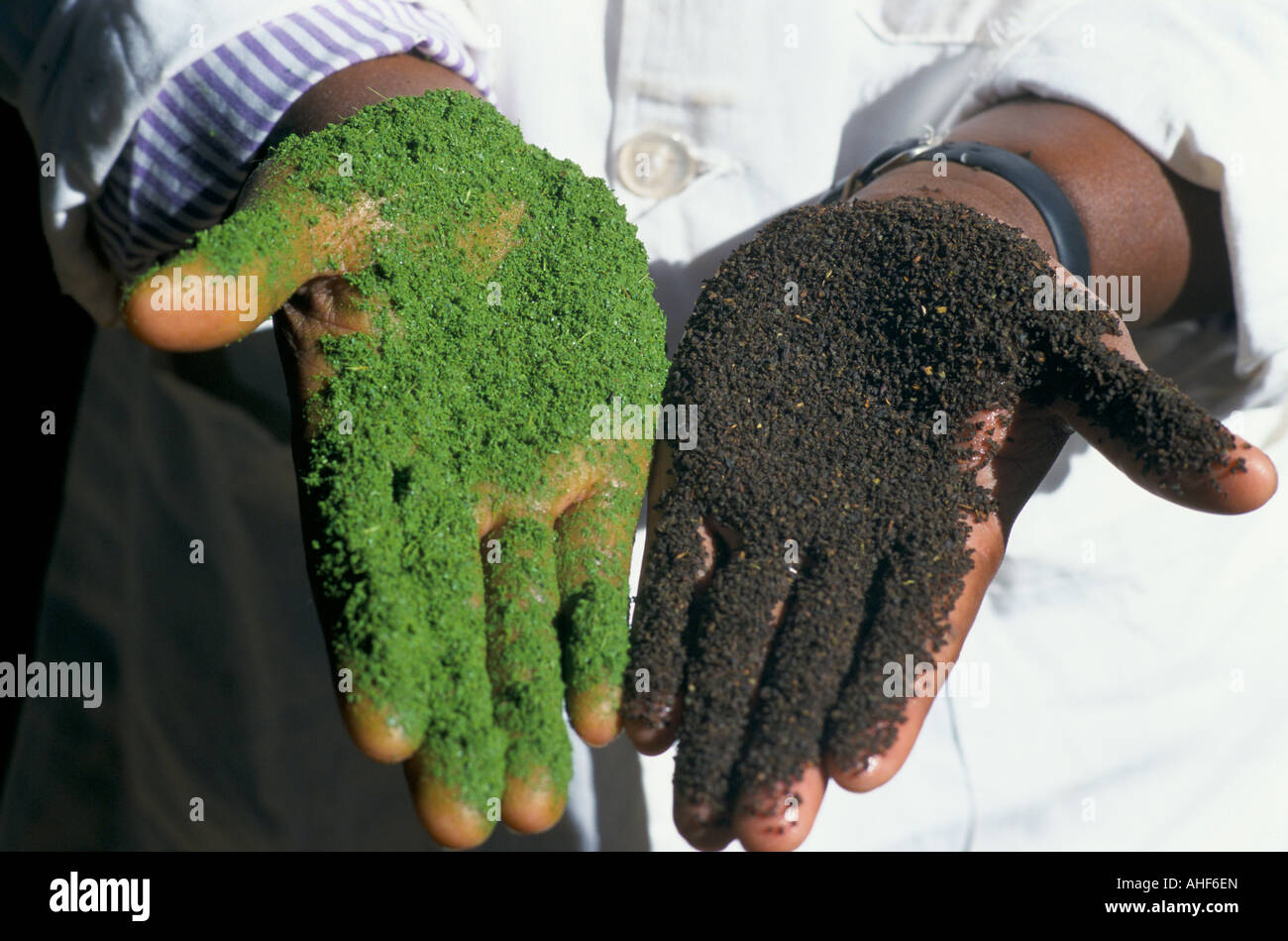 Il tè, la mano sinistra coperta con un trito di foglie di tè verde , la mano destra coperta con arrosti di foglia di tè. Mulanje, Malawi. Foto Stock