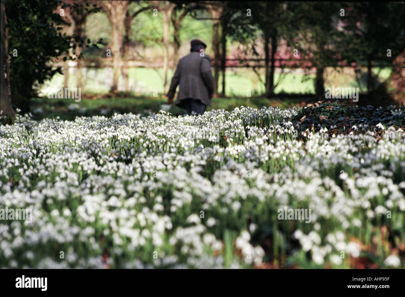 Bucaneve in fiore nel giardino in stile rococò a Painswick House GLOUCESTERSHIRE REGNO UNITO 2 Febbraio 1999 Foto Stock