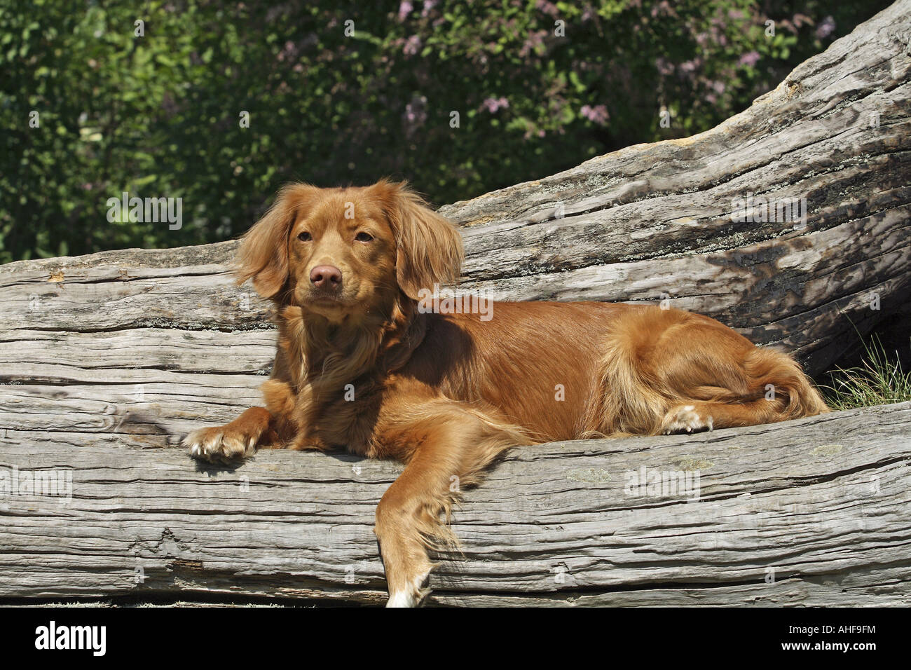 Nova Scotia Duck Tolling Retriever - giacente Foto Stock