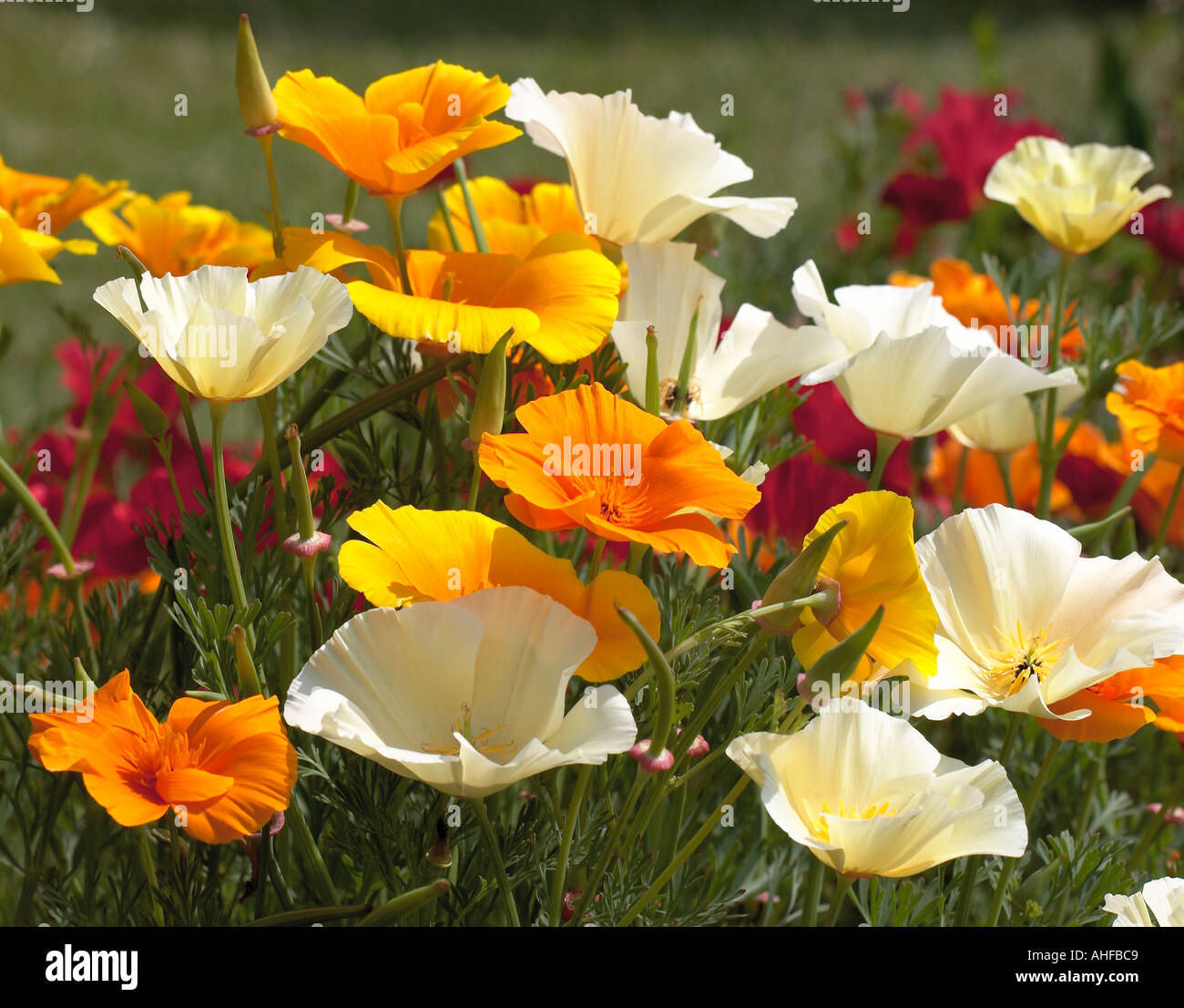 Sechscholzia Thaisilk Fire Bush Foto Stock
