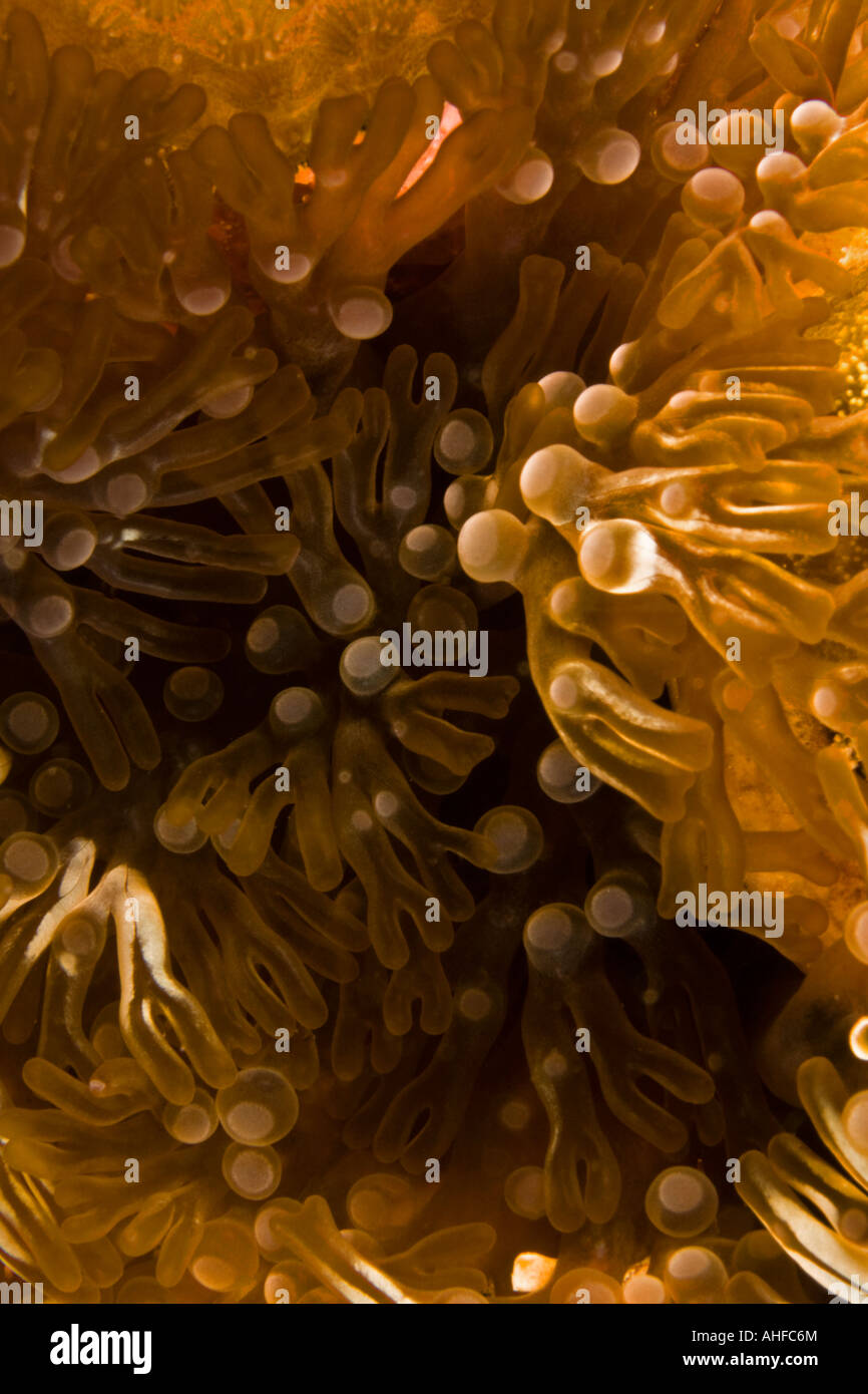 Underwater Bonaire - Anemone di ramificazione Foto Stock