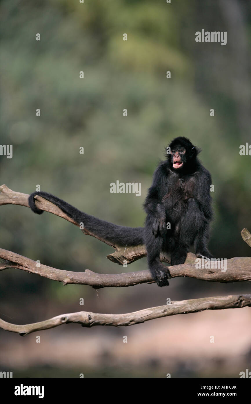 Il nero di fronte spider monkey Ateles chamek Brasile Foto Stock