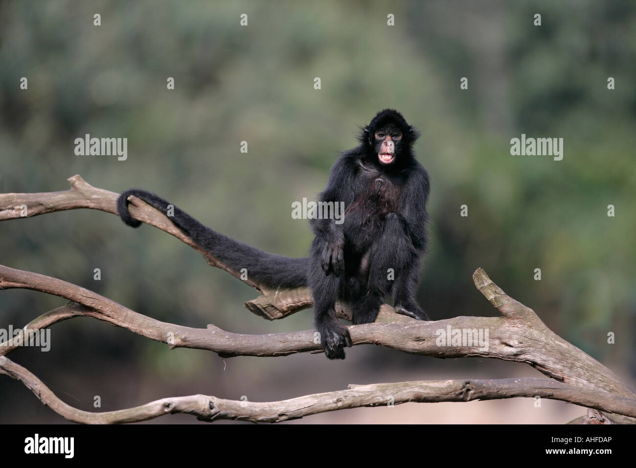 Il nero di fronte spider monkey Ateles chamek Brasile Foto Stock