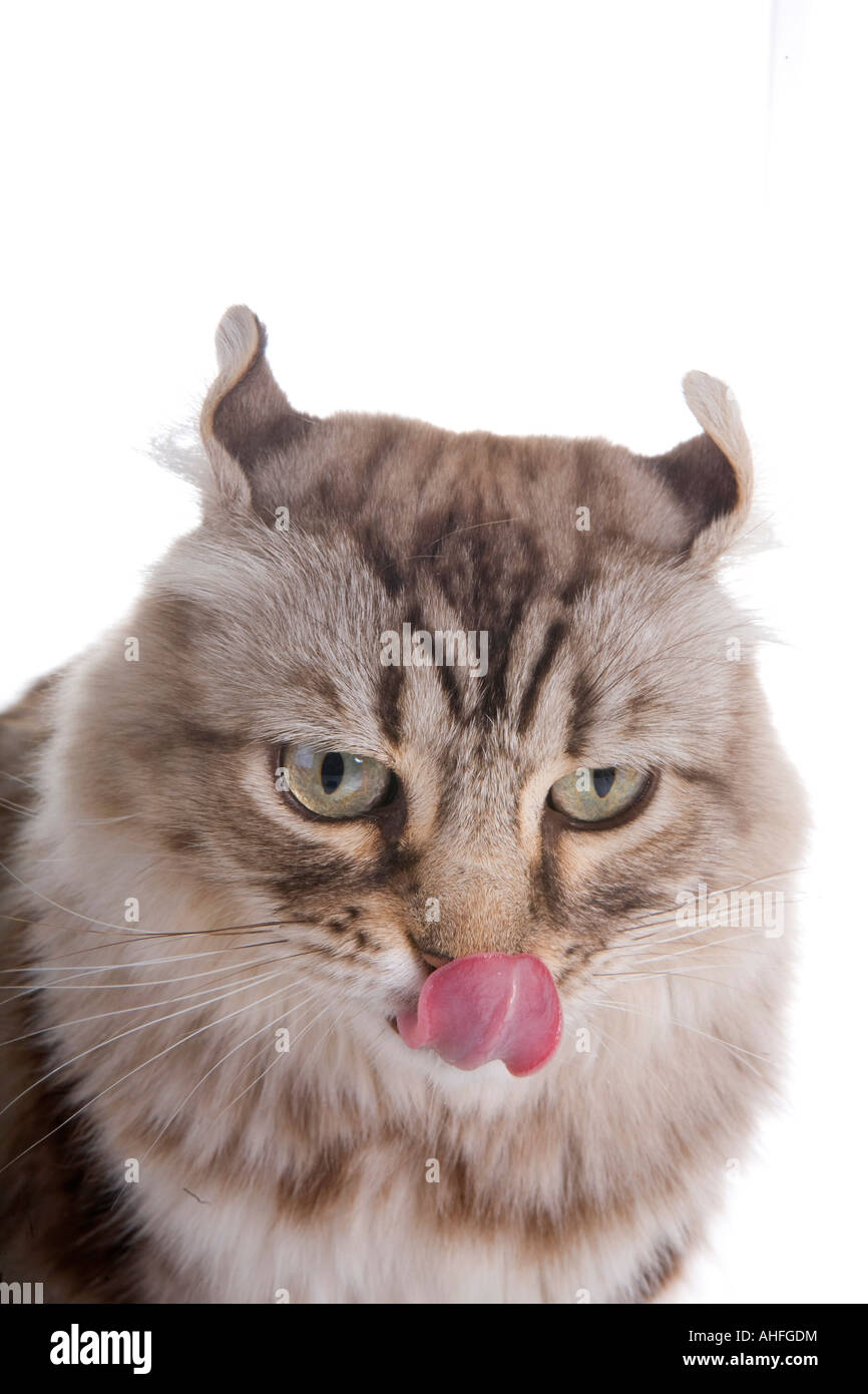 Tan cat leccare bocca isolato su bianco Foto Stock