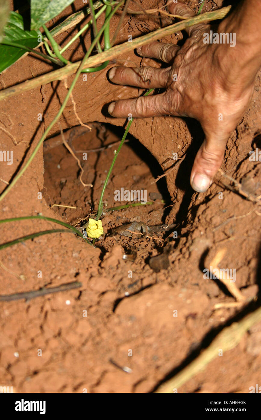 Una mano d'uomo che indica la dimensione di un pangolin burrow Foto Stock