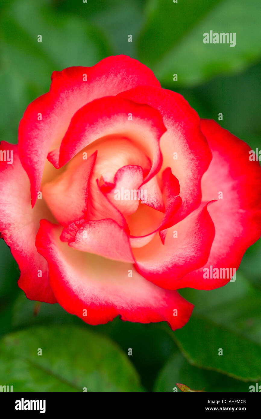 Close up Rosa "Hannah Gordon' Foto Stock