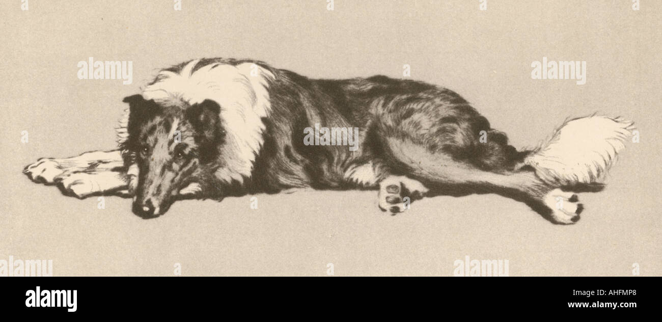 Collie cane Aldin 1933 Foto Stock