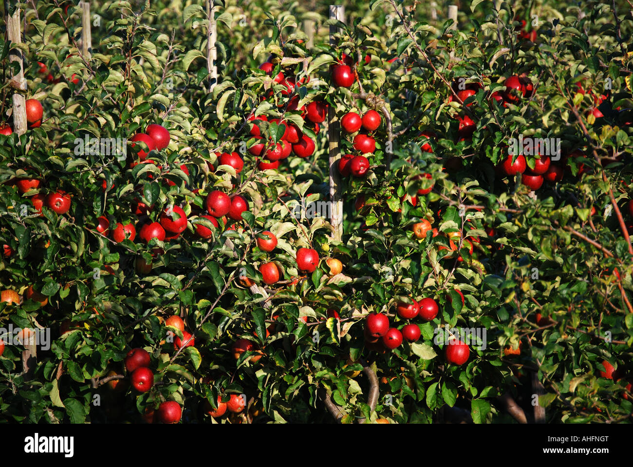 Mele mature sull'albero nel frutteto di mele, Kent, Inghilterra, Regno Unito Foto Stock