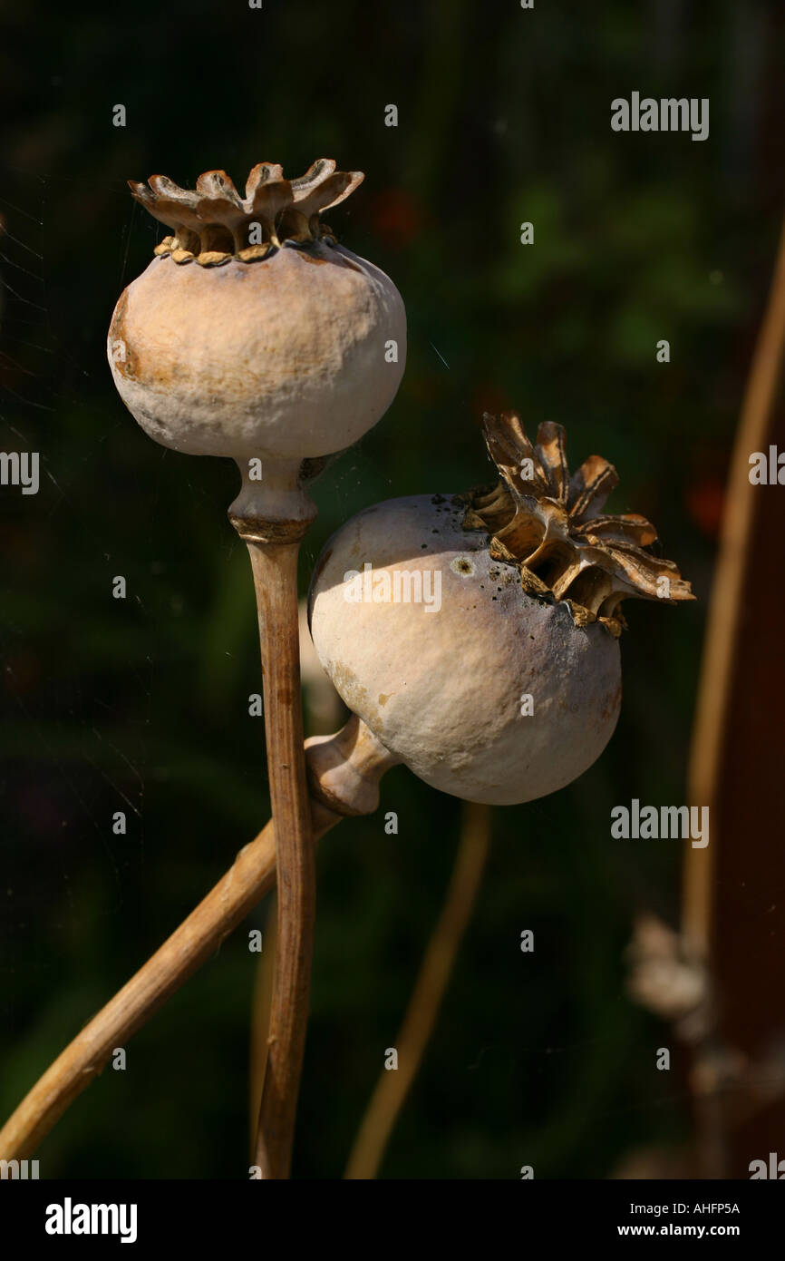 Essiccato teste mature di grandi fiori di papavero piena di piccoli semi neri Foto Stock