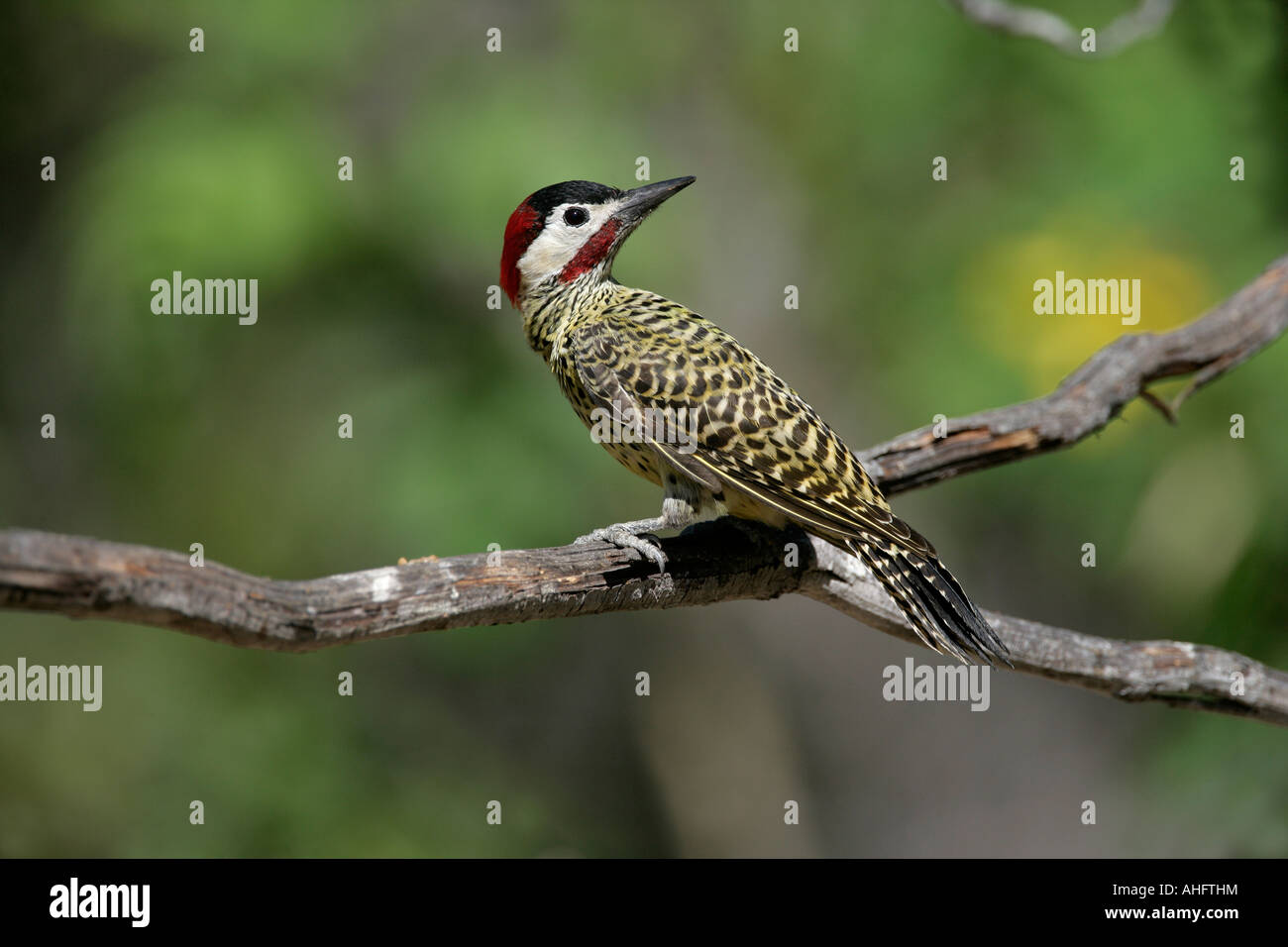 Verde picchio sbarrata Colaptes melanochloros Brasile Foto Stock