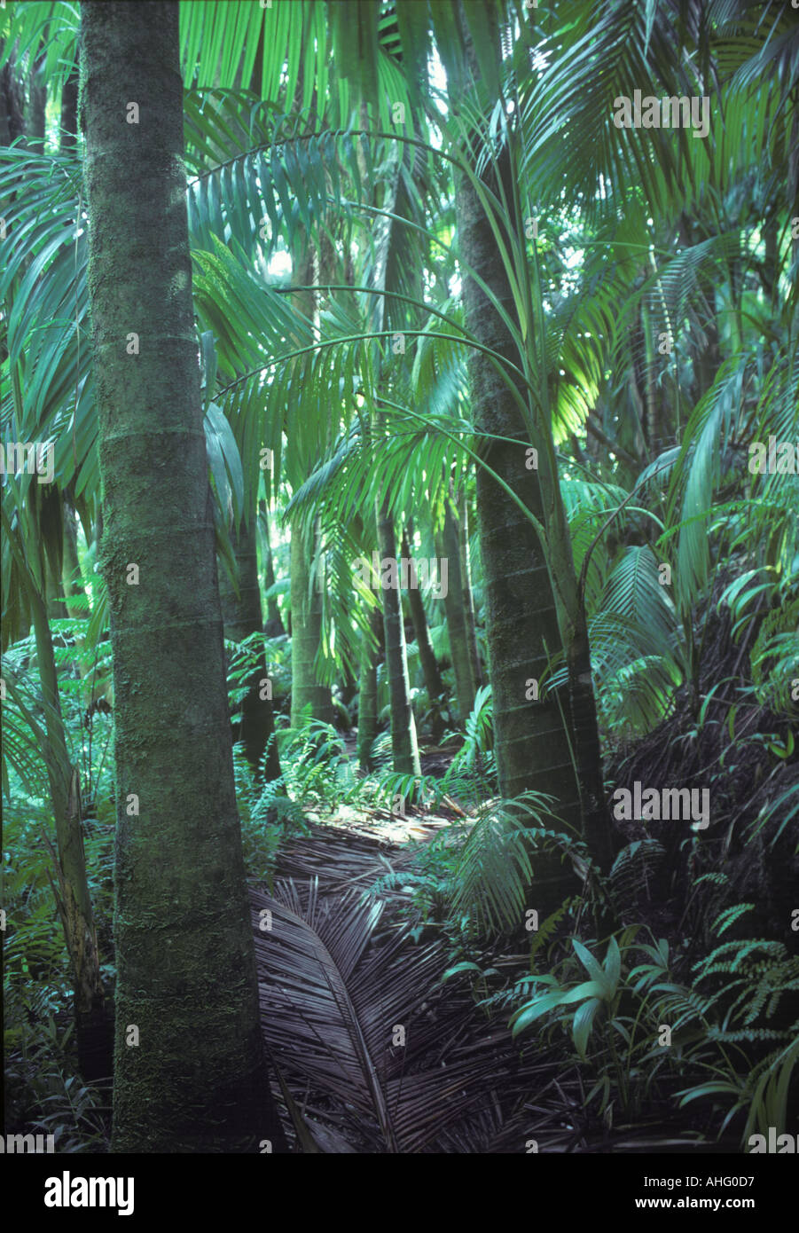 Hilo Hawaii foresta di pioggia Foto Stock