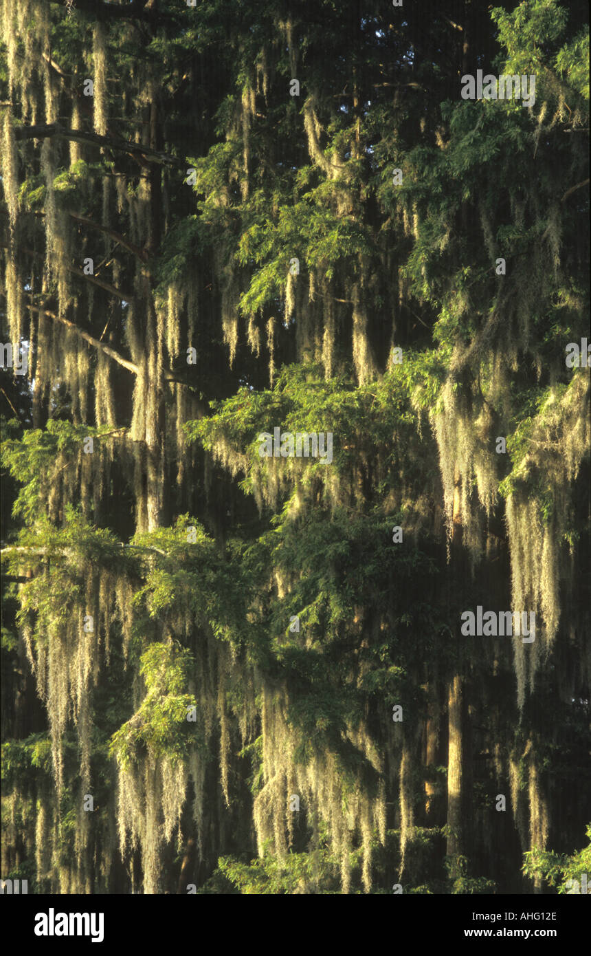 Muschio spagnolo in alberi, Mississippi, STATI UNITI D'AMERICA Foto Stock