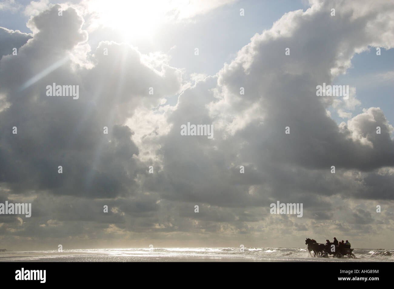 Cavalli con carrello Foto Stock