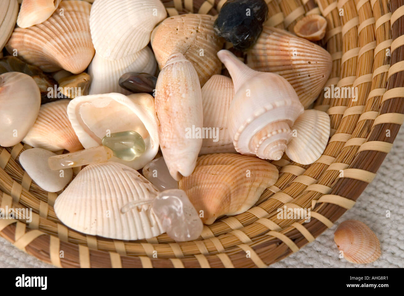 Primo piano della collezione di conchiglie in ago di pino cestello dall Oceano Atlantico USA Foto Stock