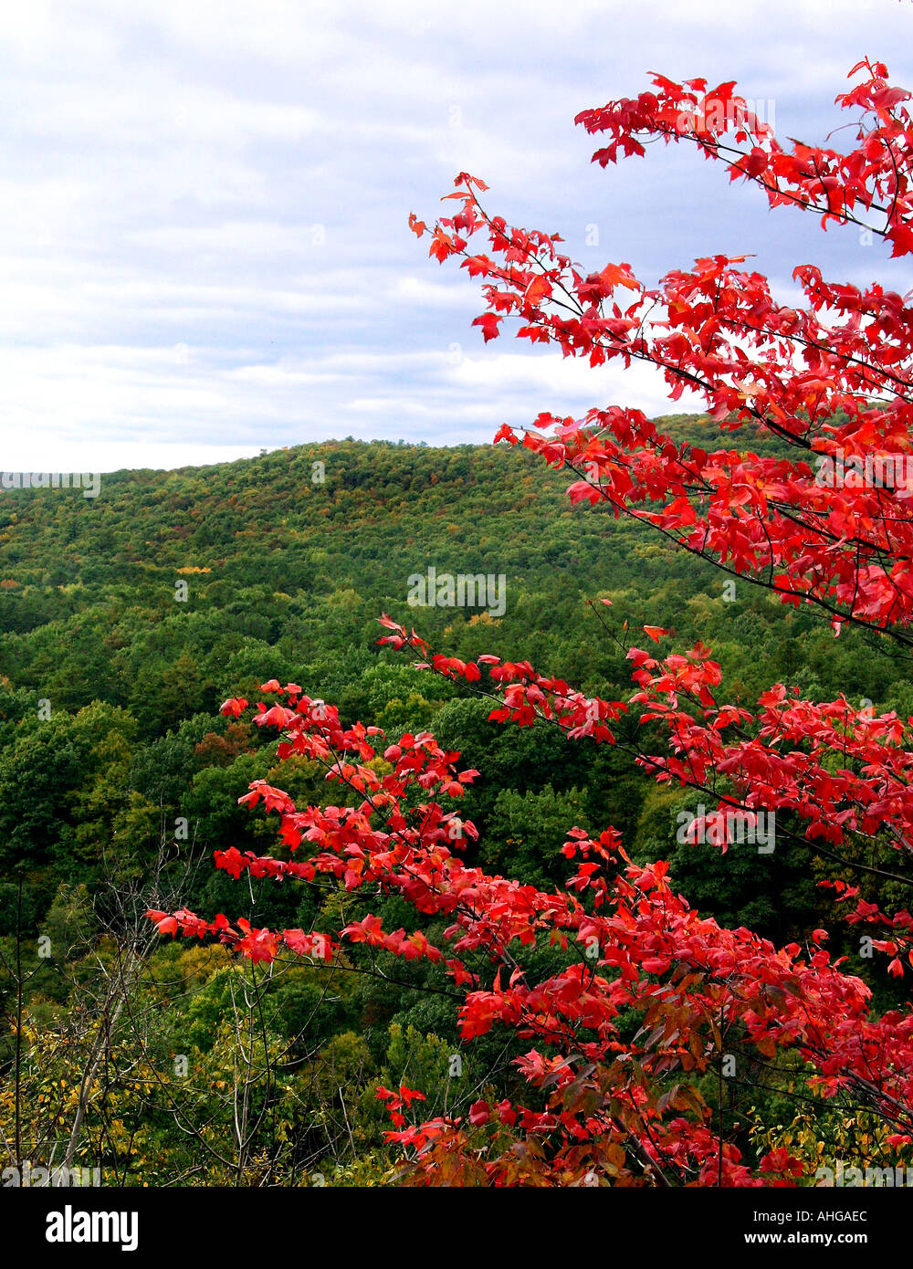Una struttura ad albero rosso a nido di falchi di New York con i colori dell'Autunno colori di Pennslyvania in background Foto Stock