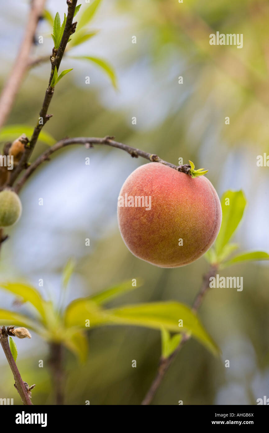 Un singolo peach pendente dal ramo di albero. Foto Stock