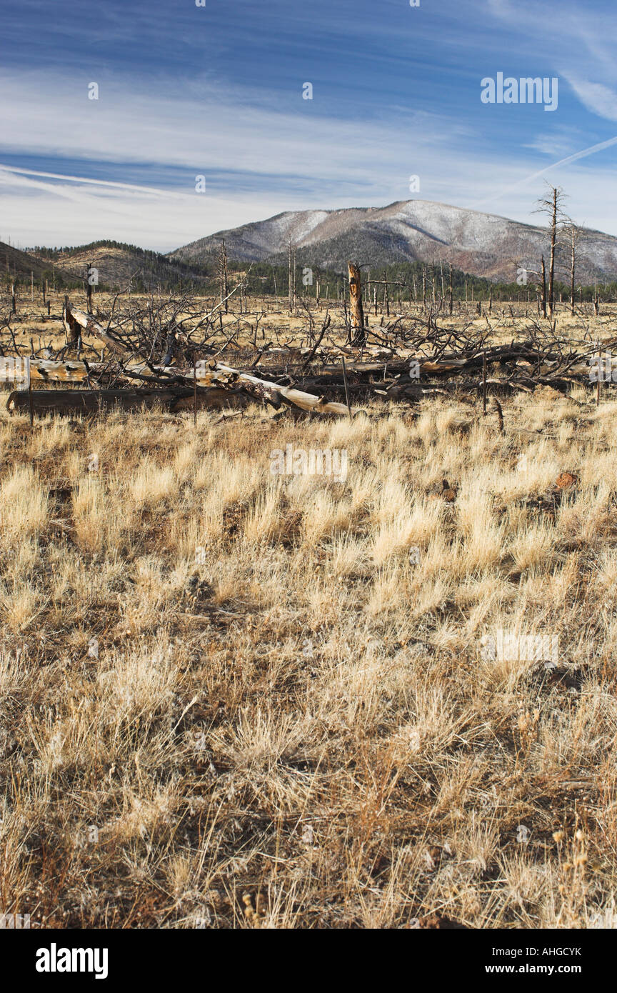 Area di Coconino National Forest in San Francisco Peaks che è stato registrato e masterizzato Foto Stock