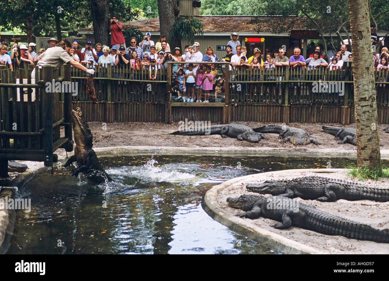 Florida sant Agostino Alligator Farm Parco Zoologico guida femmina del coccodrillo di alimentazione Foto Stock