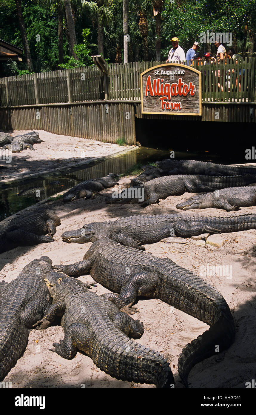 Florida sant Agostino Alligator Farm Parco Zoologico American alligatori alligator mississippiensis Foto Stock