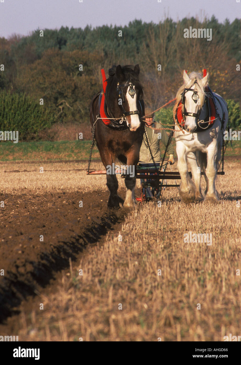 Due Shire cavalli e un uomo arando Foto Stock