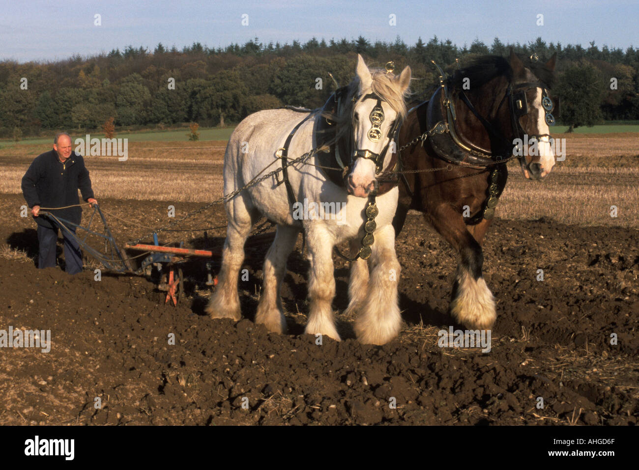 Un uomo arando utilizzando una coppia di Shire cavalli Foto Stock