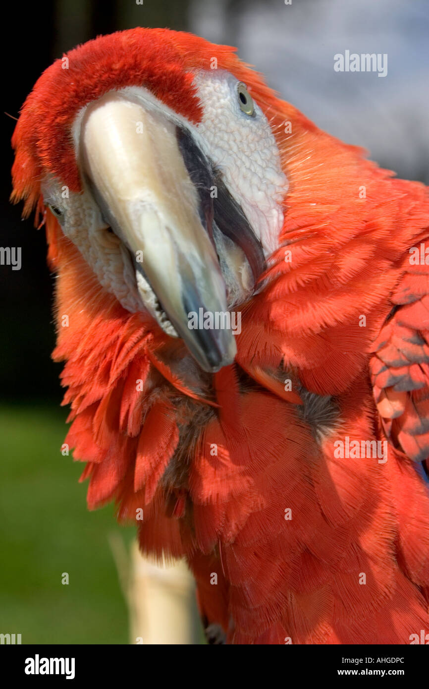 Uno sguardo più da vicino di un macaw con testa inclinata e un avido sguardo sul suo viso Foto Stock