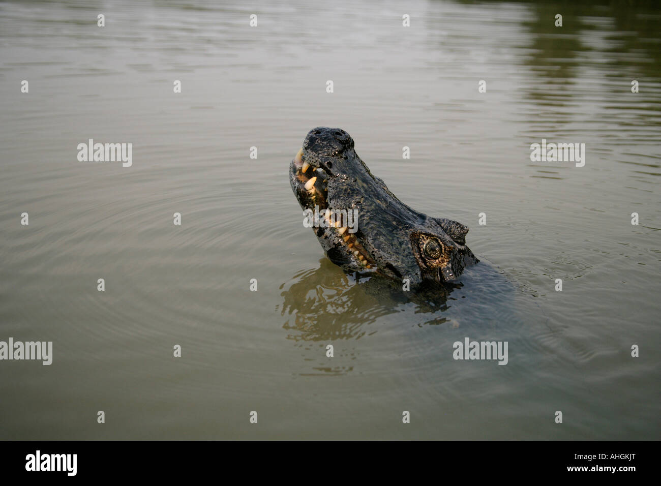 SPECTACLED Cayman crocodilus Caimano Foto Stock