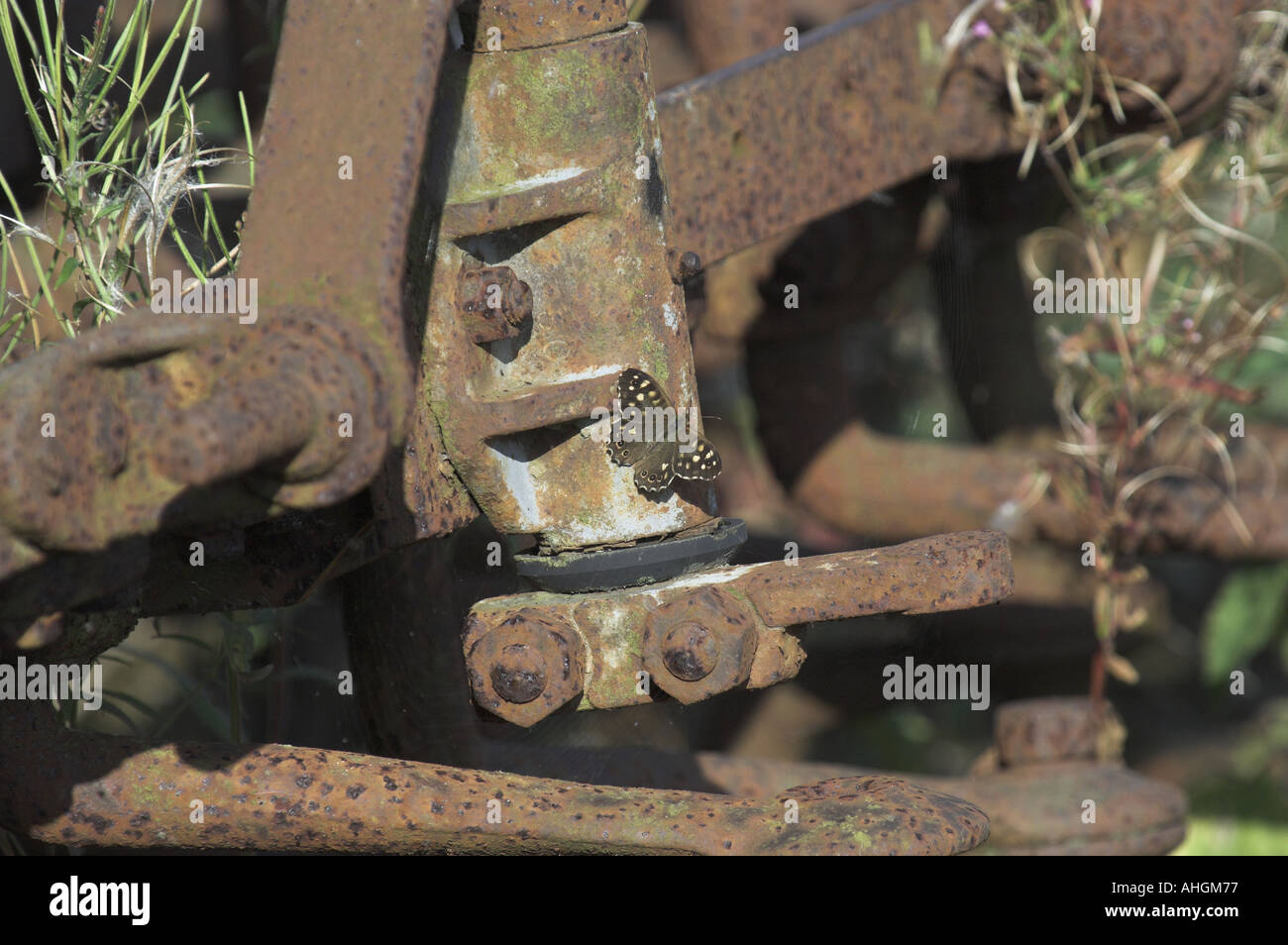 Farfalle legno maculato pararge aegeria crogiolarsi sulle vecchie macchine agricole Foto Stock