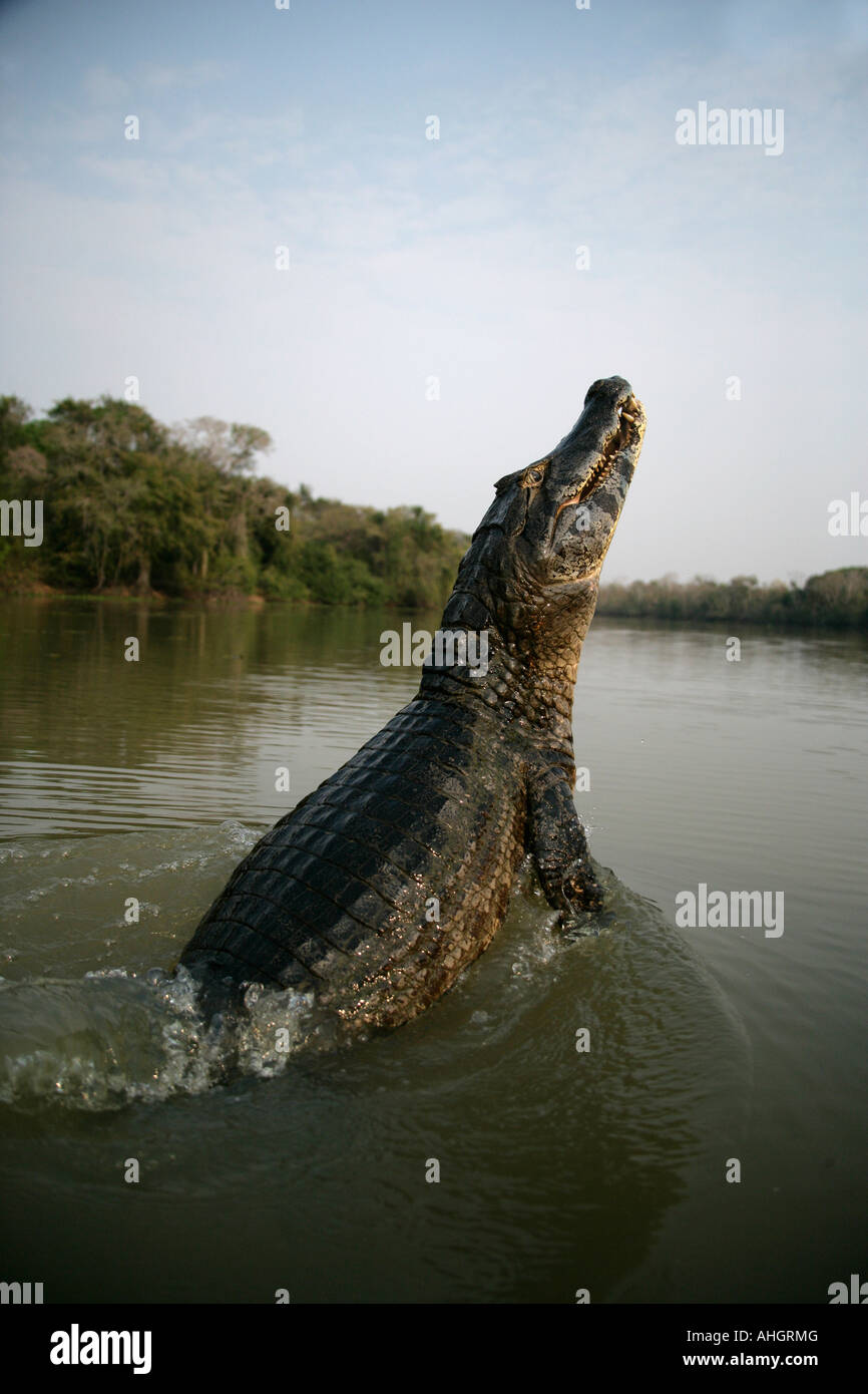 SPECTACLED Cayman crocodilus Caimano Foto Stock