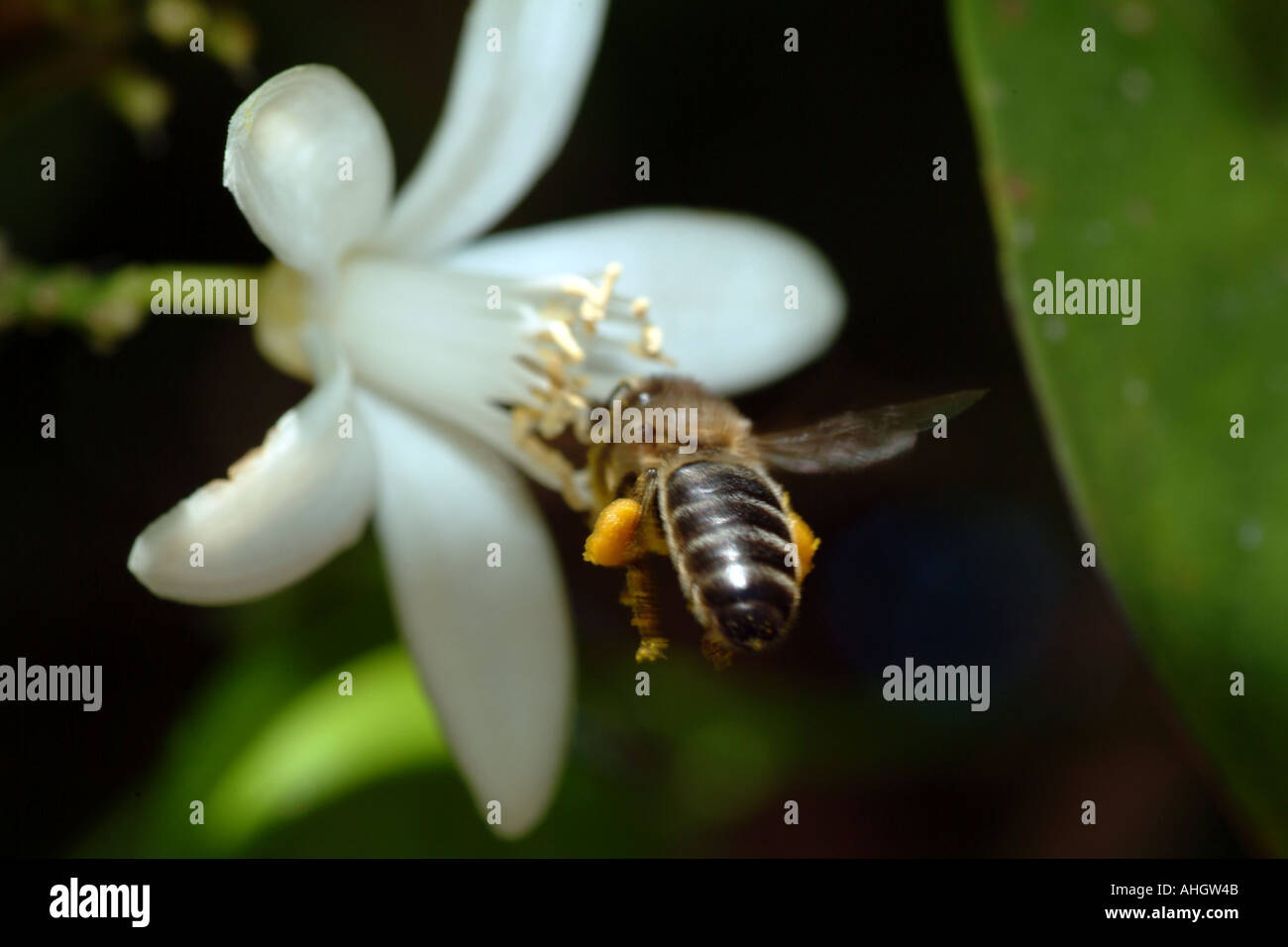 Honeybee succhiare da un fiore di arancia Foto Stock