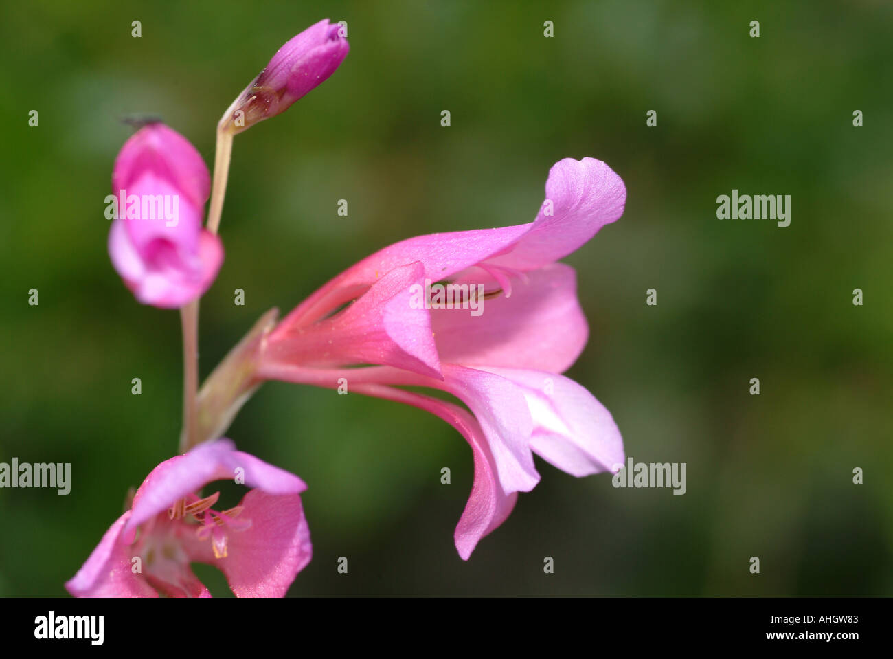 Fiore selvatico Gladiolus illyricus Spagna Foto Stock