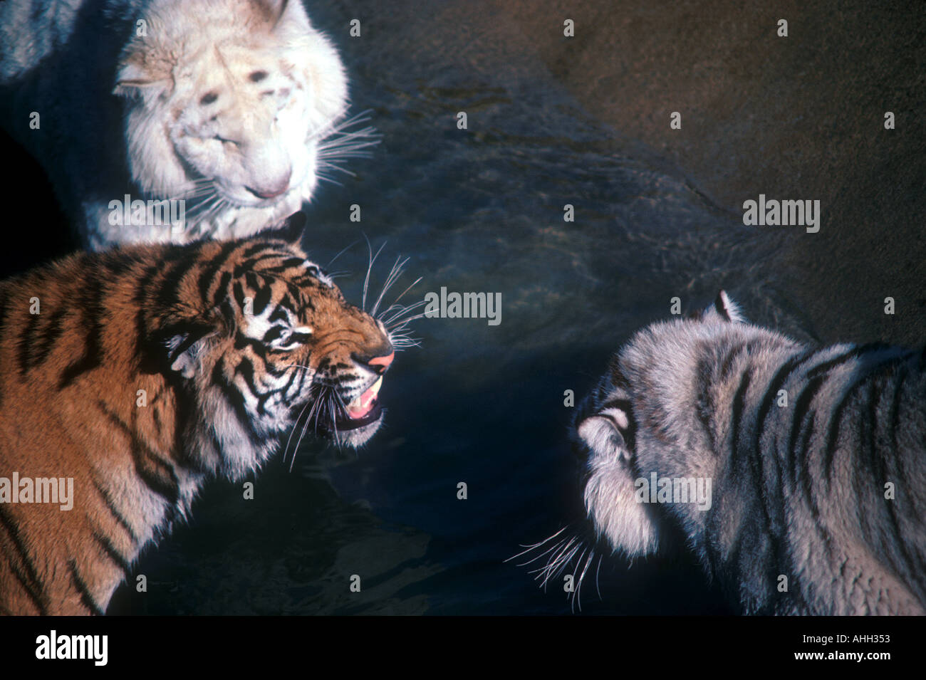 Tre tigri Foto Stock