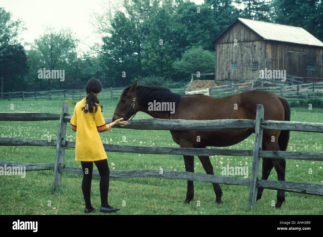 Toccare il cavallo Foto Stock