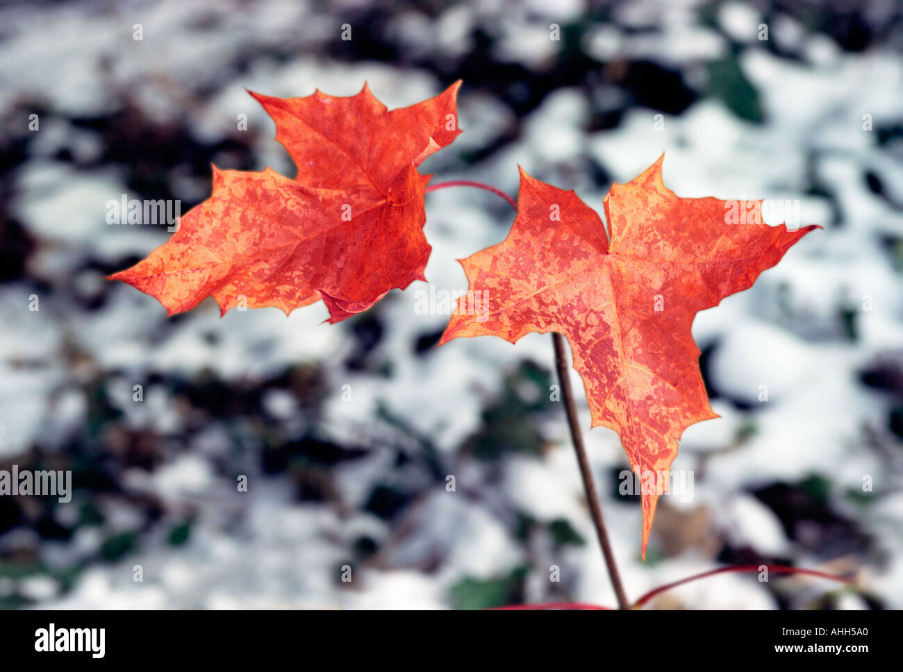 Foglie di autunno In Boris Giardini a Sofia la capitale della Bulgaria Foto Stock