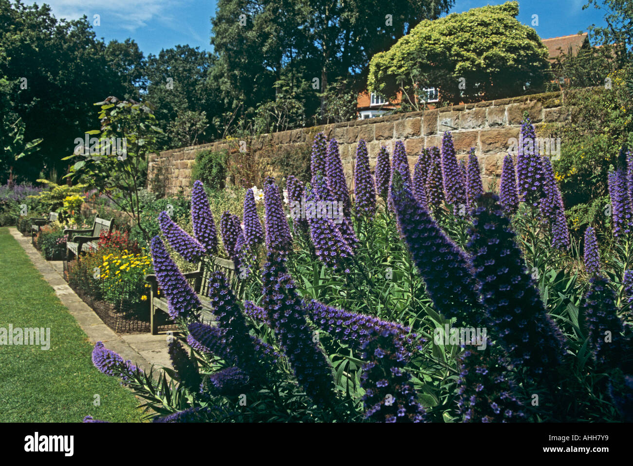 NESS GARDENS NESTON CHESHIRE REGNO UNITO Luglio orgoglio di Madeira echium candicans sulle terrazze dei Giardini Botanici Foto Stock