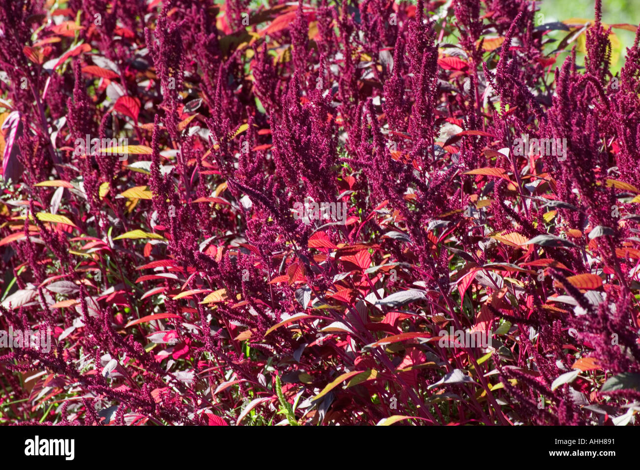 Foglie rosso amaranto vegetale Amaranthus tricolore i semi e le foglie sono commestibili e la pianta è utilizzata per fare una farina Foto Stock