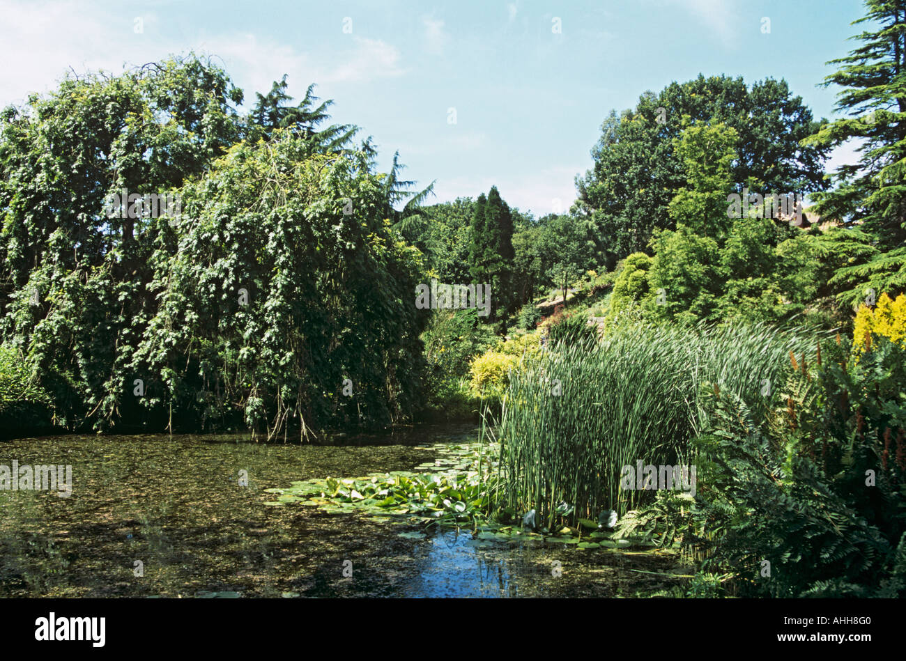 NESS GARDENS NESTON CHESHIRE REGNO UNITO Luglio l'acqua area giardino dei Giardini Botanici Foto Stock
